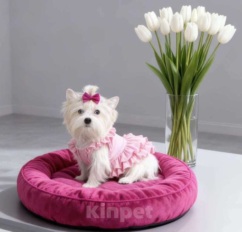 Собаки в Москве: Белый йорк с голубыми глазами девочка подрощенная Девочка, 130 000 руб. - фото 3