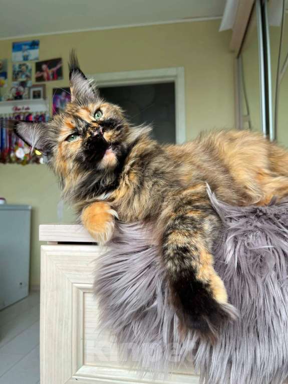 Кошки в Иваново: Квеста  Девочка, Бесплатно - фото 2