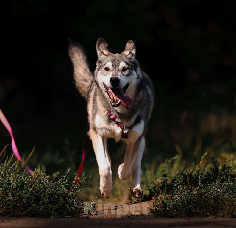 Собаки в Москве: Бывшедомашний мини хаски с большим сердцем из приюта в добрые руки Мальчик, Бесплатно - фото 6