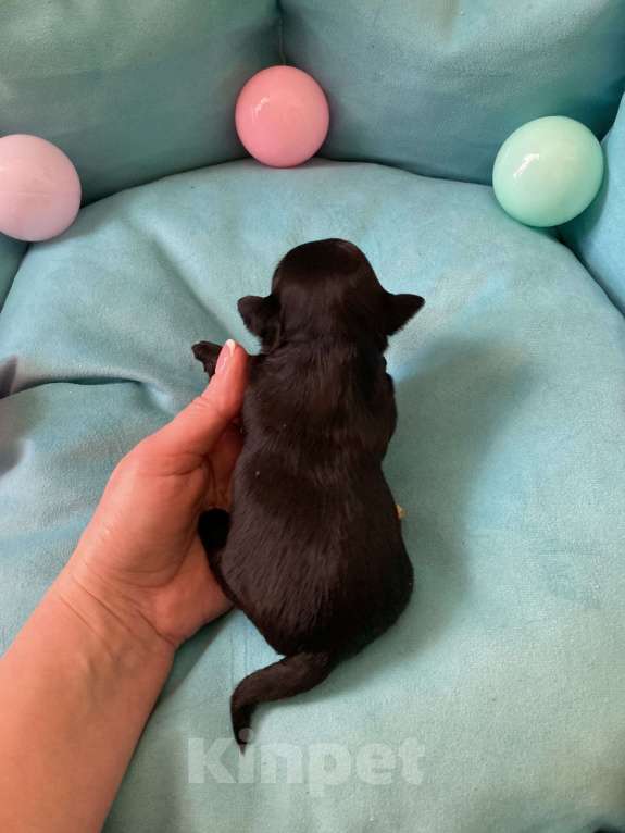 Собаки в Москве: Чёрный йорк мальчик под резерв Мальчик, 80 000 руб. - фото 1