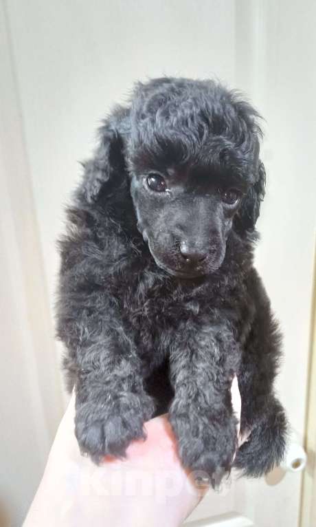 Собаки в Ангарске: Куолка Девочка, 35 000 руб. - фото 2