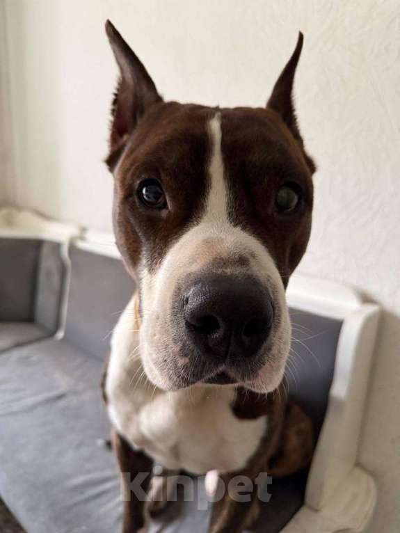 Собаки в Москве: Добрый пирожок ищет новый дом Мальчик, Бесплатно - фото 2