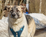 Собаки в Москве: Крупная собака в добрые руки Девочка, Бесплатно - фото 1