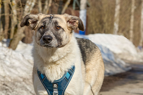 Крупная собака в добрые руки