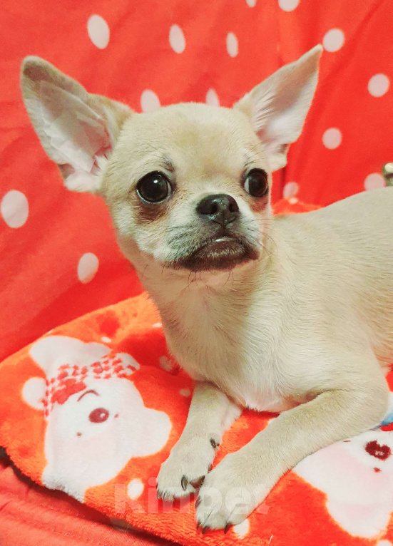 Собаки в Москве: Щенки чихуахуа Девочка, 30 000 руб. - фото 6