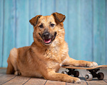 Собаки в Москве: Домашний пёсик в поисках семьи. Ко всему приучен Мальчик, 1 руб. - фото 1