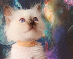 Кошки в Санкт-Петербурге: Котёнок (девочка) Священная Бирма Девочка, 70 000 руб. - фото 4
