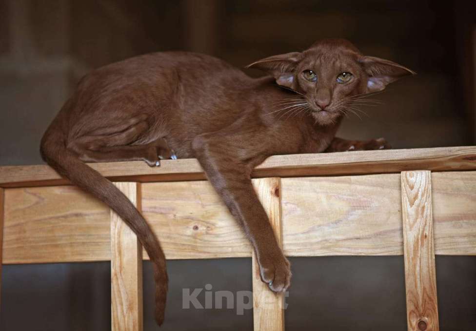 Кошки в Санкт-Петербурге: Продается ориентальный котенок Мальчик, 50 000 руб. - фото 5