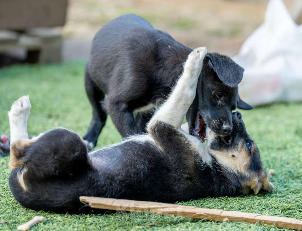 Собаки в Москве: Юла Девочка, Бесплатно - фото 3