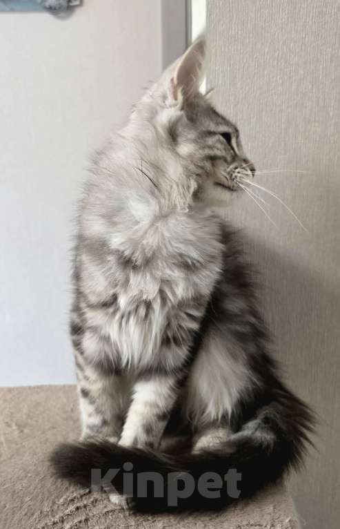 Кошки в Москве: Котята мейн-кун Девочка, 35 000 руб. - фото 4