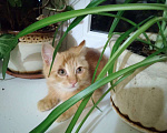 Кошки в Жуковском: Котёнок в дар Мальчик, Бесплатно - фото 1