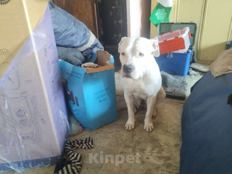 Собаки в Магнитогорске: Американский стаффордширский терьер.  Щенок Девочка, 13 000 руб. - фото 8