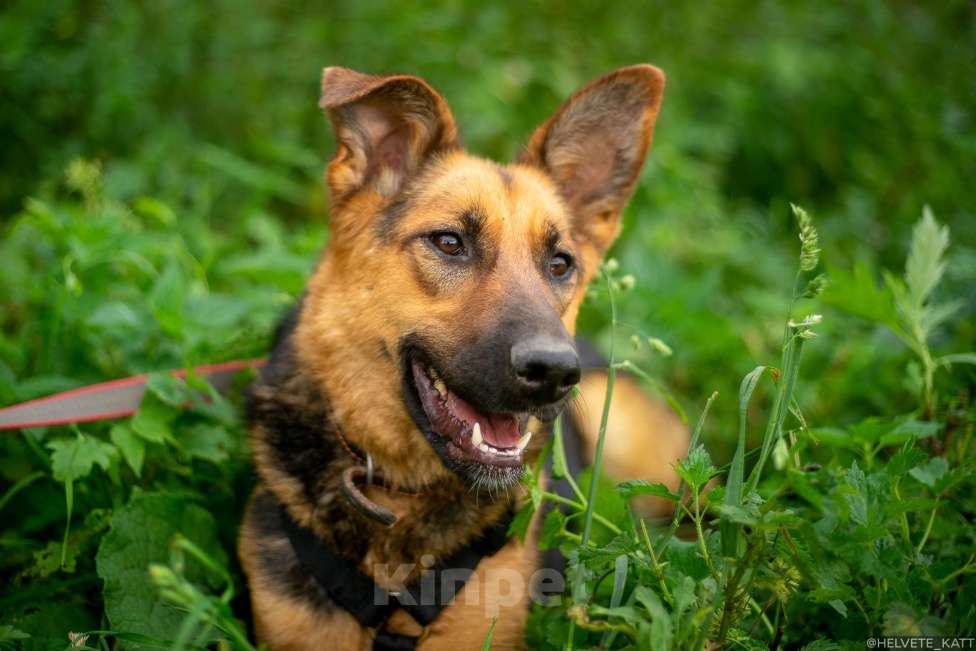 Собаки в Москве: Обаятельнейшая коротколапая овчарка Бирма Девочка, Бесплатно - фото 6