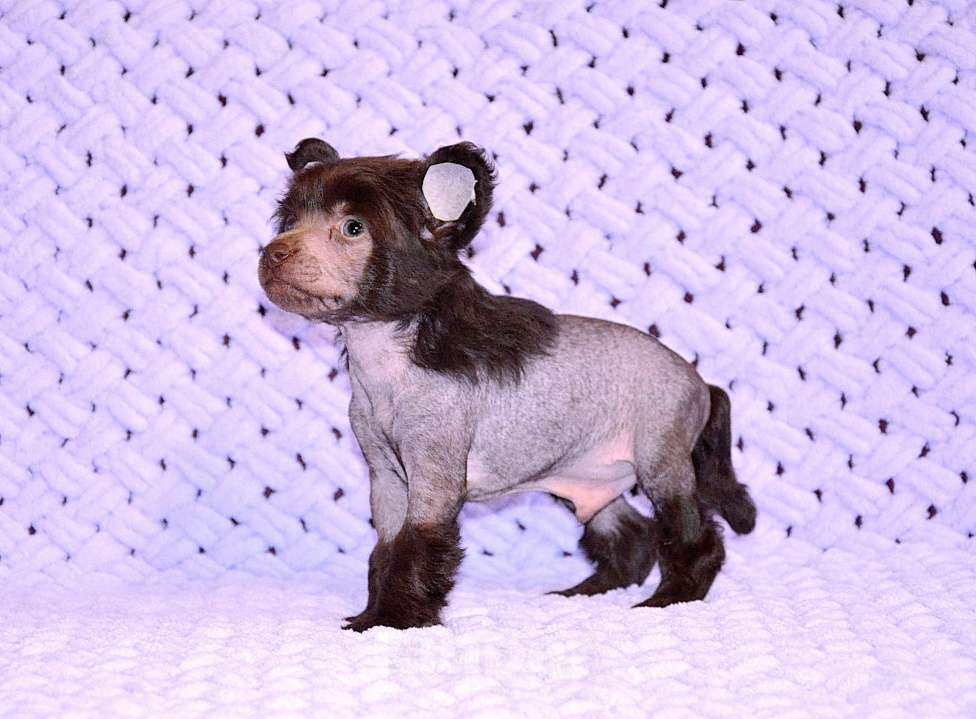 Собаки в Екатеринбурге: Мальчик голый шоколадка Мальчик, Бесплатно - фото 9