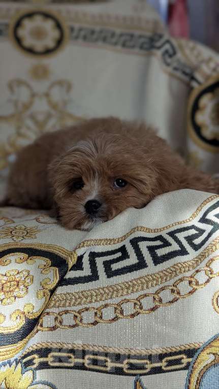 Собаки в Москве: Девочка мальтипу Девочка, 80 000 руб. - фото 3