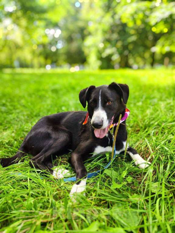 Собаки в Москве: Поляк  Мальчик, Бесплатно - фото 2