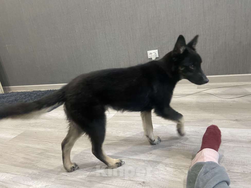 Собаки в других городах Московской области: Отдам в добрый руки Мальчик, Бесплатно - фото 3