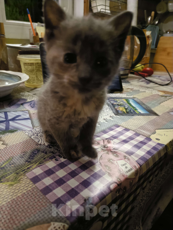 Кошки в других городах Ленинградской области: Симочка Девочка, Бесплатно - фото 5