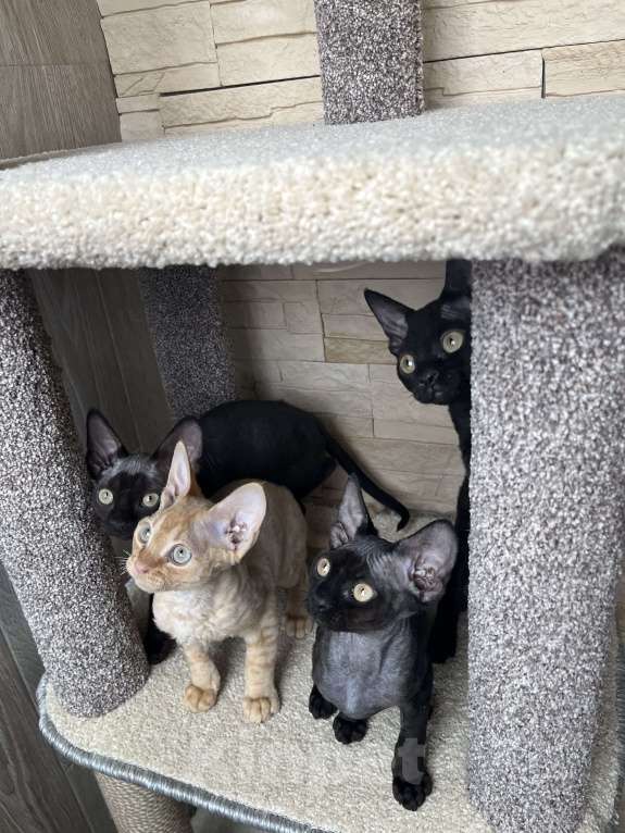 Кошки в Москве: Девон Рекс девочка шикарная  Девочка, 35 000 руб. - фото 5