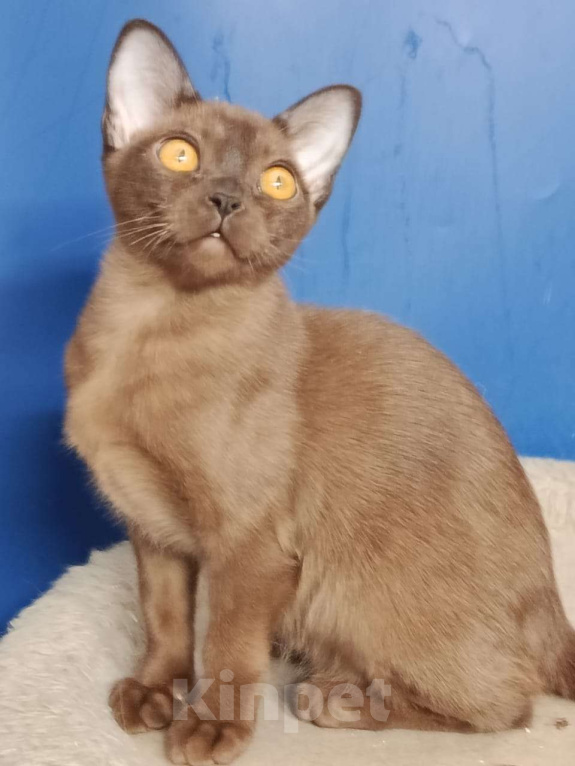 Кошки в Москве: Бурманская кошечка Девочка, 40 000 руб. - фото 2