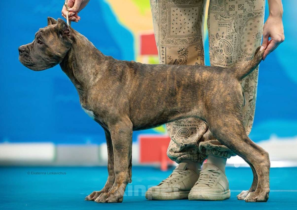 Собаки в Екатеринбурге: Тигровая красотка щенок кане-корсо  Девочка, 60 000 руб. - фото 1