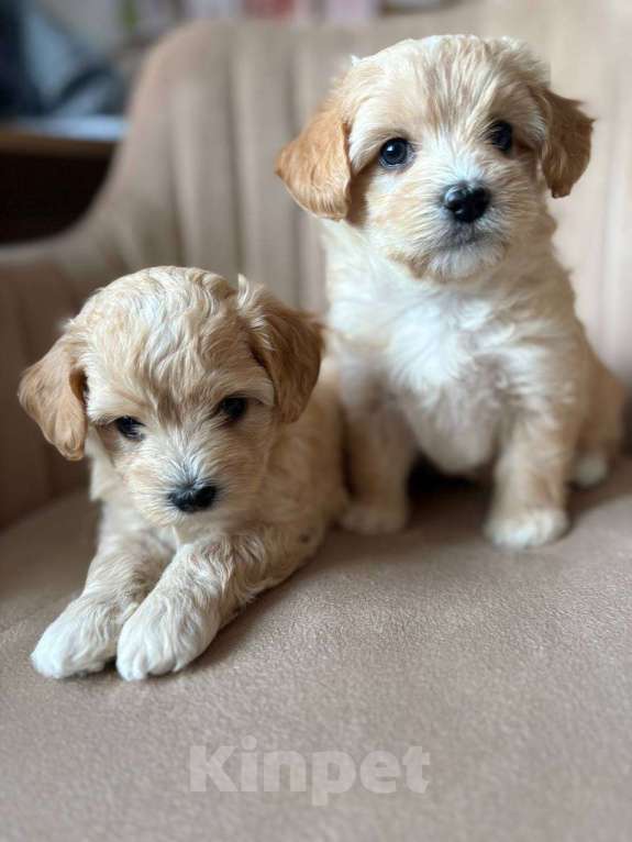 Собаки в Москве: Очаровательная девочка мальтипу f1 Девочка, 60 000 руб. - фото 2