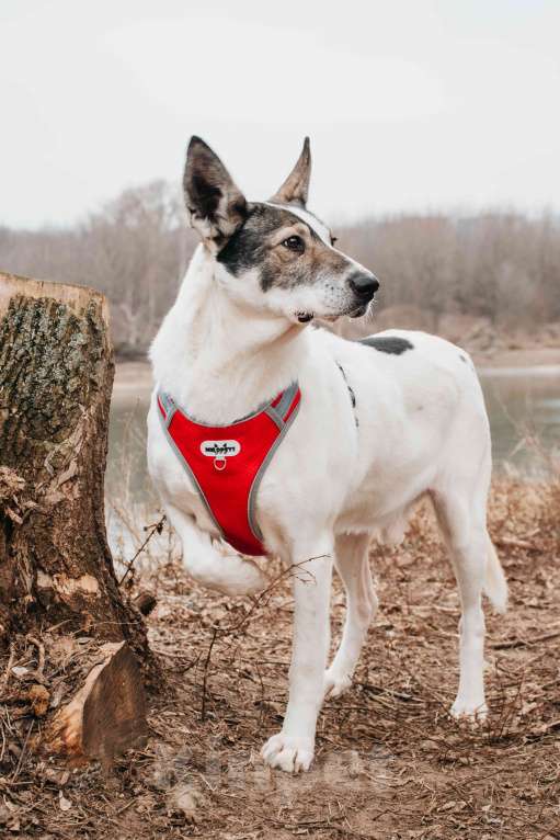 Собаки в Москве: Гоша - уникальный, добрый пёс-друг из приюта в добрые руки Мальчик, Бесплатно - фото 8