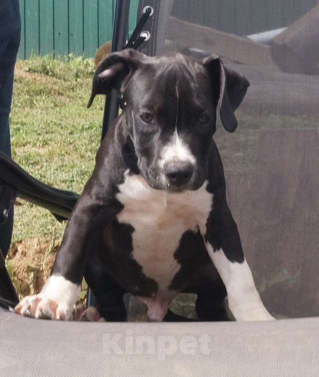 Собаки в Пушкино: черный брутал Мальчик, 50 000 руб. - фото 3