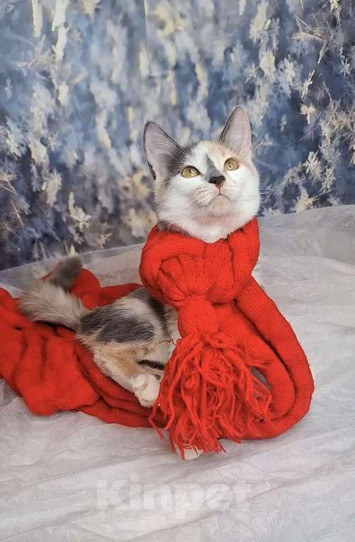 Кошки в Москве: Голубокремовый котёнок в добрые руки  Девочка, Бесплатно - фото 5