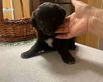 Собаки в Владикавказе: Отдам щенка бесплатно Мальчик, Бесплатно - фото 1