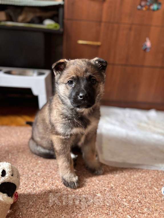 Собаки в других городах Московской области: Срочно ищем дом малышам! Девочка, Бесплатно - фото 4