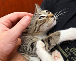 Кошки в Москве: Котёнок Гаечка ищет дом Девочка, Бесплатно - фото 4