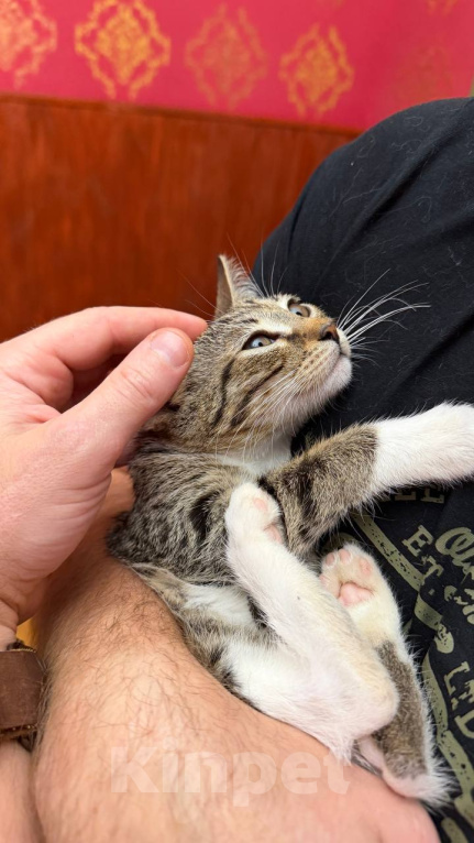 Кошки в Москве: Котёнок Гаечка ищет дом Девочка, Бесплатно - фото 4