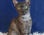 Кошки в Санкт-Петербурге: Свободная кошечка породы Египетская мау Девочка, Бесплатно - фото 3