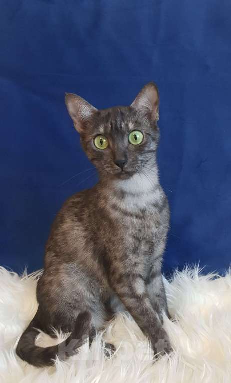 Кошки в Санкт-Петербурге: Свободная кошечка породы Египетская мау Девочка, Бесплатно - фото 3