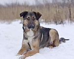 Собаки в Москве: Активный молодой пес Арго  очень плачет в приюте. Мальчик, Бесплатно - фото 1