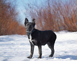Собаки в Москве: Ребенок Айрон ищет семью, 4.5 мес Мальчик, Бесплатно - фото 4