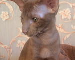 Кошки в Москве: Ориентальный котенок Девочка, Бесплатно - фото 3