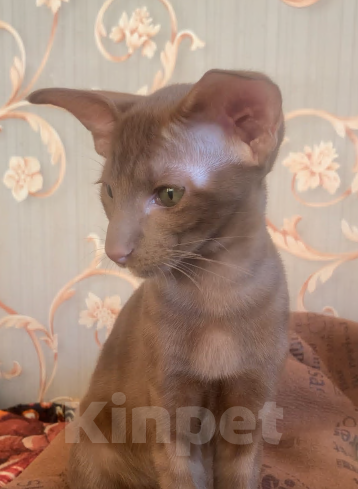 Кошки в Москве: Ориентальный котенок Девочка, Бесплатно - фото 3
