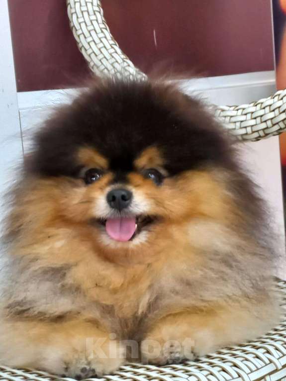 Собаки в Екатеринбурге: вязка  Мальчик, 25 000 руб. - фото 3