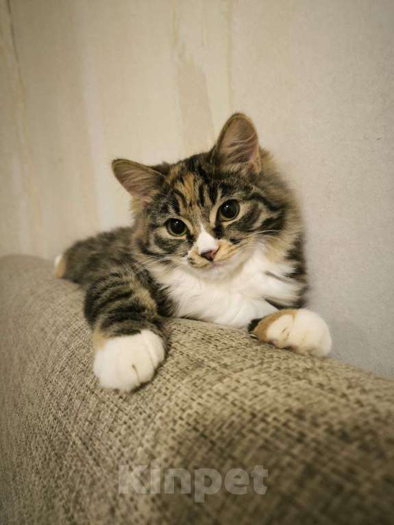 Кошки в Москве: Ждём добрых хозяев для Брыси Девочка, Бесплатно - фото 2