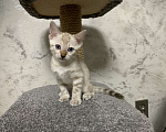 Кошки в Челябинске: Бенгальский котенок (девочка) окрас минк Девочка, Бесплатно - фото 3