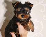 Собаки в Москве: Йоркширский терьер, девочка Девочка, 50 000 руб. - фото 1