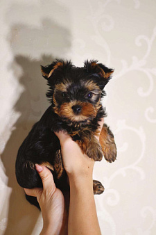 Йоркширский терьер, девочка
