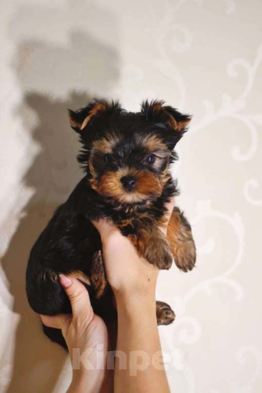 Собаки в Москве: Йоркширский терьер, девочка Девочка, 50 000 руб. - фото 1