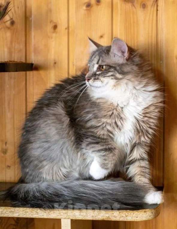 Кошки в Москве: Кошечка Сьюзи ищет любящую семью. Девочка, Бесплатно - фото 7