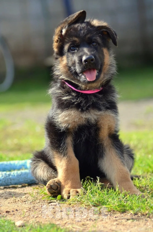 Собаки в Твери: подрощенные щенки неемецкой овчарки Девочка, 60 000 руб. - фото 1