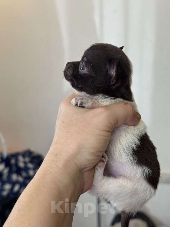 Собаки в Балашихе: Очаровательная девочка чихуахуа  Девочка, 30 000 руб. - фото 1