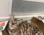 Кошки в Москве: Бенгальский котенок (девочка) Девочка, 40 000 руб. - фото 6