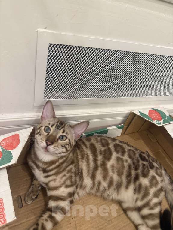 Кошки в Москве: Бенгальский котенок (девочка) Девочка, 40 000 руб. - фото 6